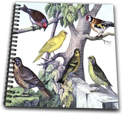 3dRose db_61886_1 1879 Natural History Print of 6 Birds on a Tree-Drawing Book, 8 by 8-Inch