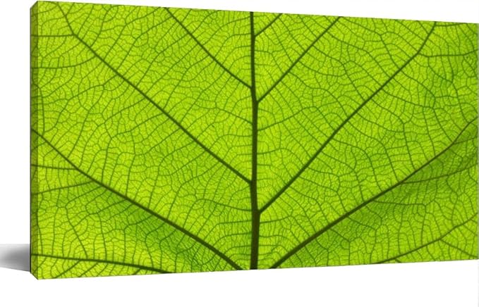 TIGTMULERLY Wall Art Frame Gallery Wall Decor Extreme close up green leaf veins Modern Canvas Prints Artwork for Living Room Bedroom Office Kitchen 48x24Inch