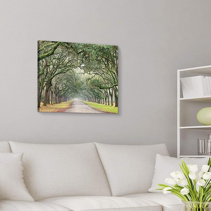 Hardy Gallery Landscape Artwork Pictures Canvas Prints: Spanish Moss Covered Green Oak Trees on Forest Path in Fall Photographic Image for Wall Arts (24" x 18")