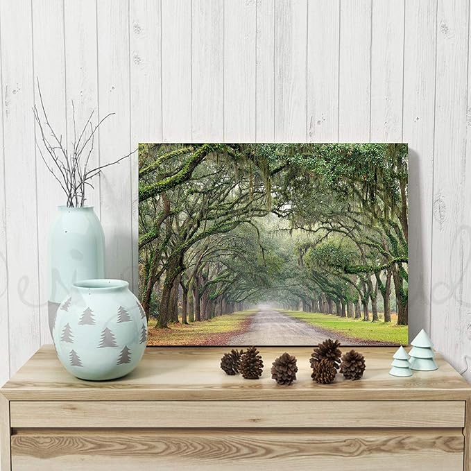 Hardy Gallery Landscape Artwork Pictures Canvas Prints: Spanish Moss Covered Green Oak Trees on Forest Path in Fall Photographic Image for Wall Arts (24" x 18")