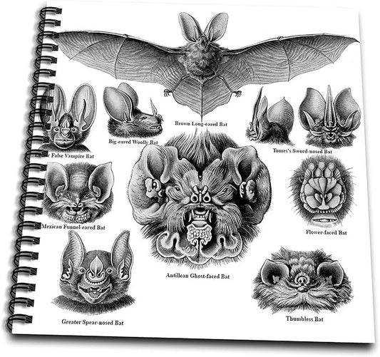 Memory Book 12 x 12 inch - Bats Art Print with Name Labels Bat Breed Species Identification Chart Animals