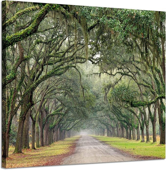 Hardy Gallery Landscape Artwork Pictures Canvas Prints: Spanish Moss Covered Green Oak Trees on Forest Path in Fall Photographic Image for Wall Arts (24" x 18")