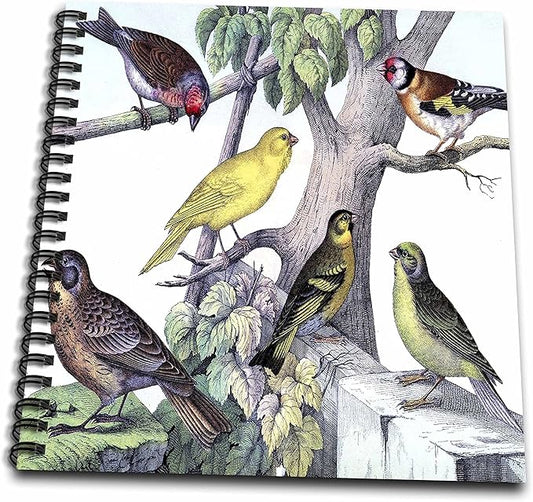 3dRose db_61886_1 1879 Natural History Print of 6 Birds on a Tree-Drawing Book, 8 by 8-Inch
